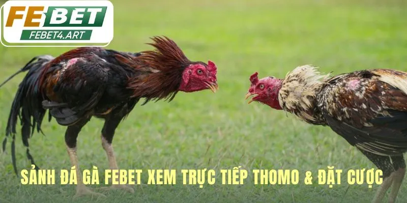 Đá Gà Sảnh đá gà febet tái hiện không khí sới gà chuyên nghiệp